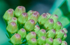 ButterflyWeed_DSC4817