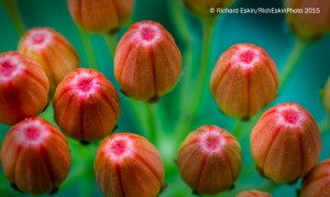 D800E, ISO 400, f/16, 55 mm micro with 52.5 extension tubes.