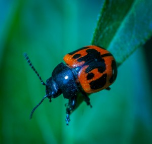 MilkweedLeafBeetle_DSC4824