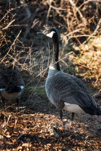 Canada goose