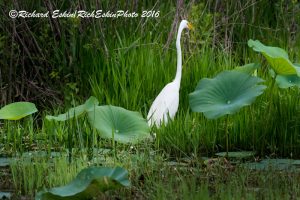 Egret at Lacassine National Wildlife Refuge.