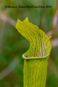 Yellow Trumpet Pitcher Plant, Mississippi Sandhill Crane Wildlife Refuge. 10 image stack