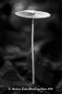 GardenMushroom_D8E_2993