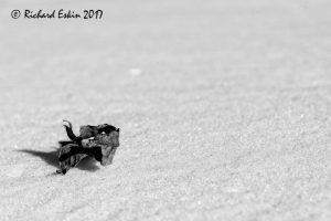 Dried leaf on snow.