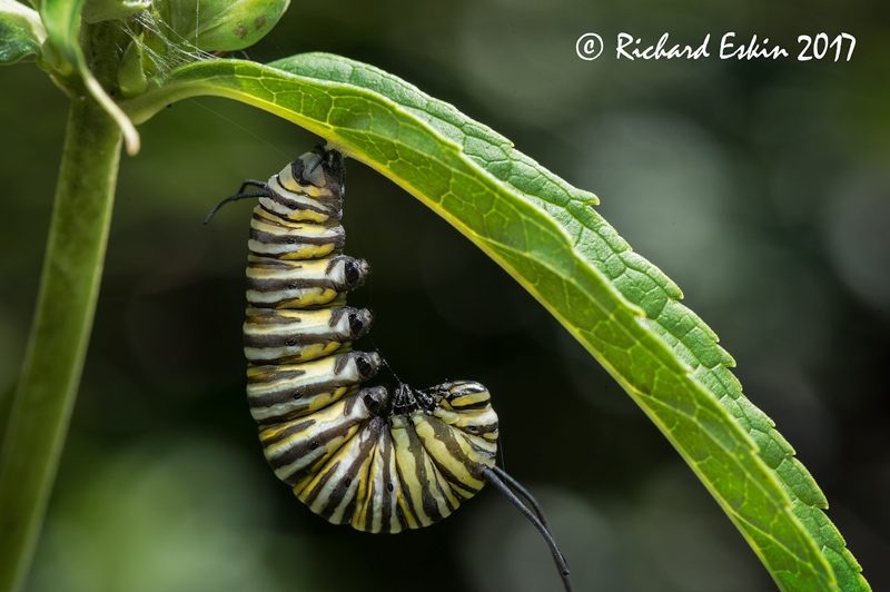 Monarch ready to pupate.