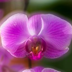 Orchid double exp