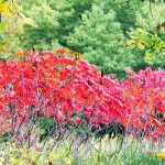 Fall sumac