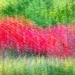 Fall Sumac