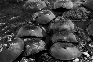 HorseshoeCrabs_D8E0491