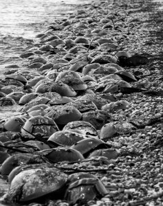 HorseshoeCrabs_D8E0593