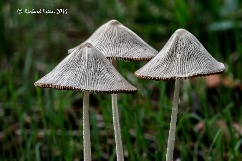 mushrooms_d8e_3509