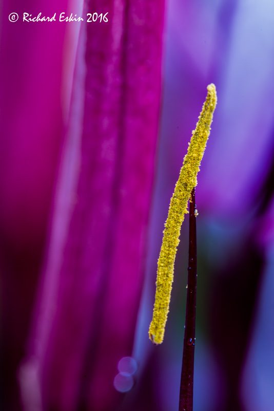 stamen_d75_3421
