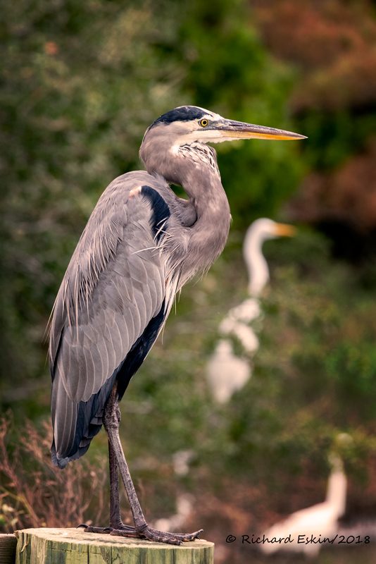 Great Blue Heron