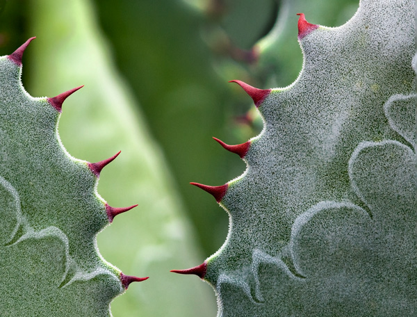 Agave parviflora