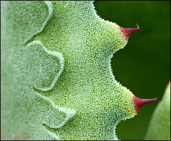 Agave 19