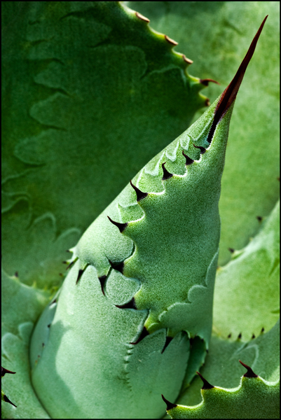 Agave 33