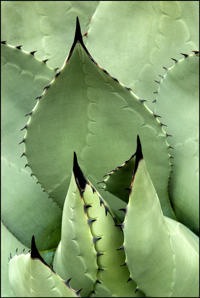 Agave 95
