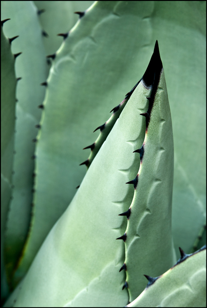 Agave 103