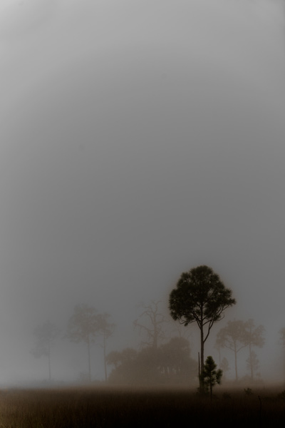Fog&Trees-(48)