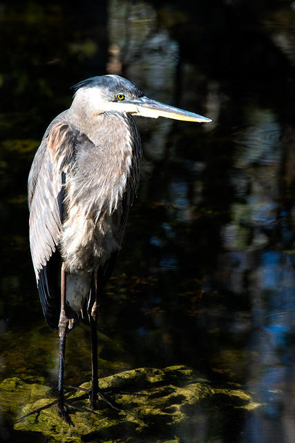 Great Blue Heron