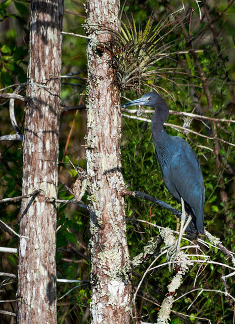 Little Blue Heron