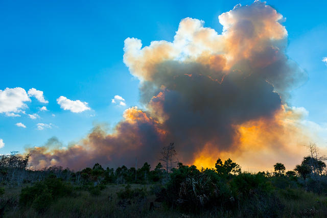 Prescribed Burn