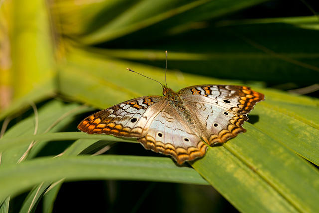White Peacock Buttterfly