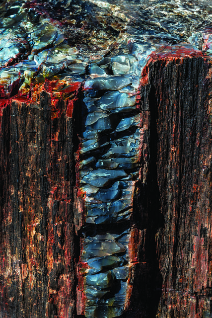 Petrified Wood at Crystal Forest