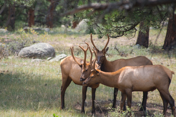 Elk