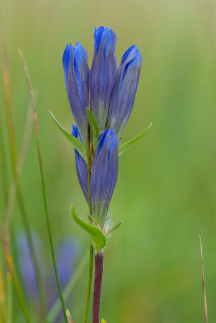 Bottle Gentian