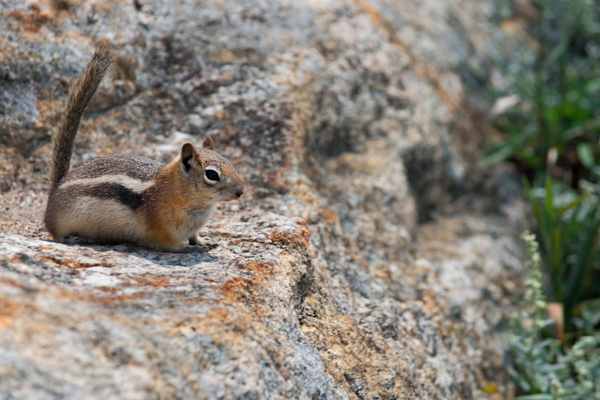 Golden Mantled Ground Squirrel