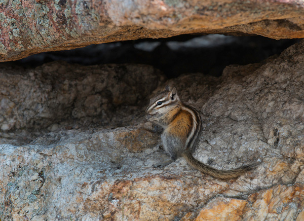 Least Chipmunk