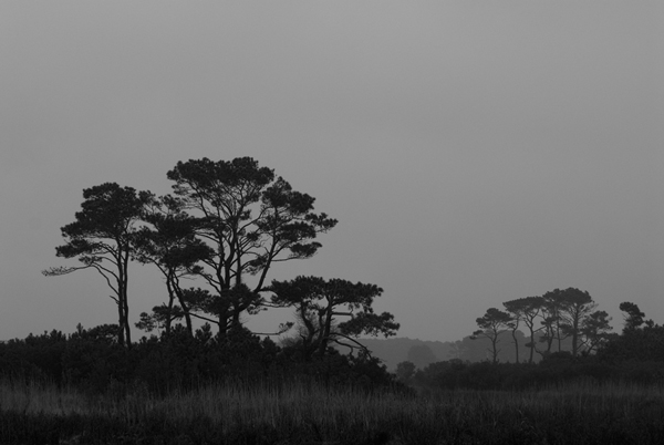 MarshPines002