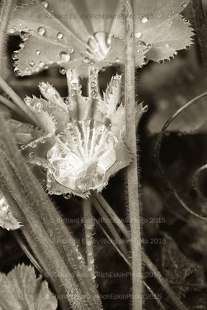 Water Droplets BW