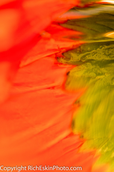 Flower reflections
