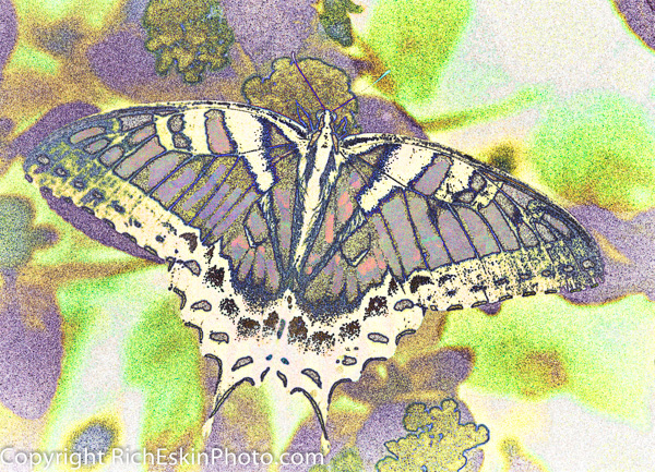 Tiger Swallowtail