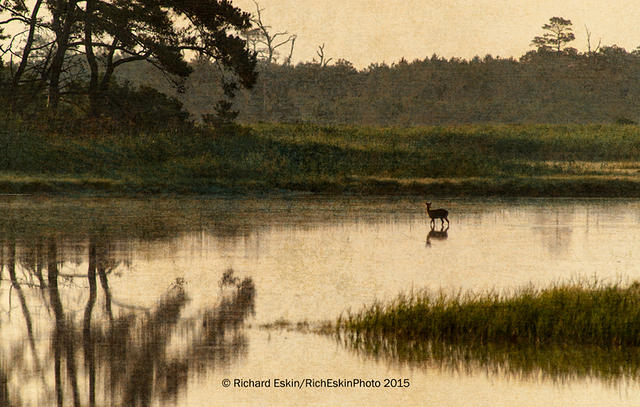Marsh In The Morning