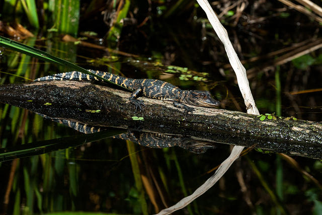 AlligatorsJuveniles (6)