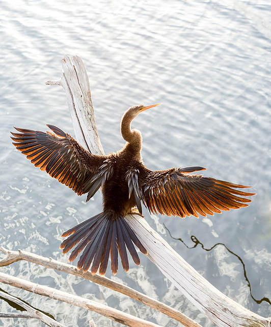 Anhinga