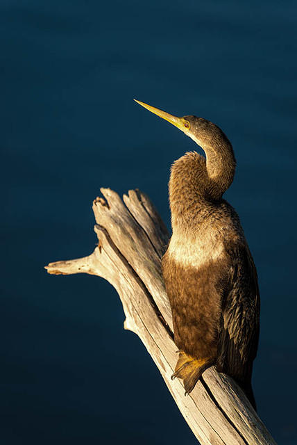 Anhinga