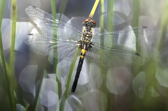 Banded Pennant Dragonfly