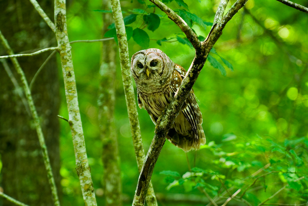 Barred Owl