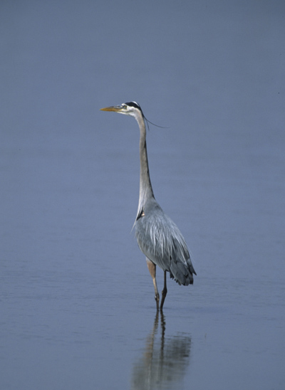 Blue heron