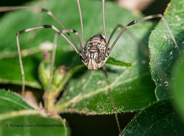 Daddy-Long-Legs