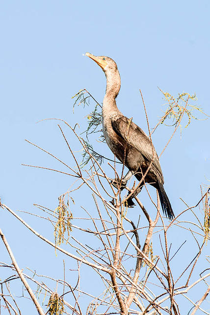 Double-crested Cormorant