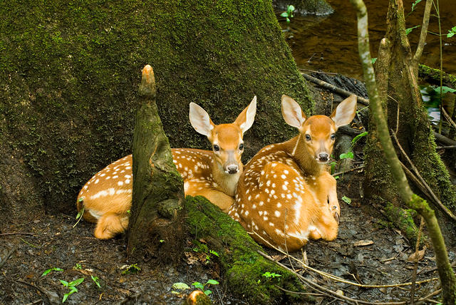 Fawns