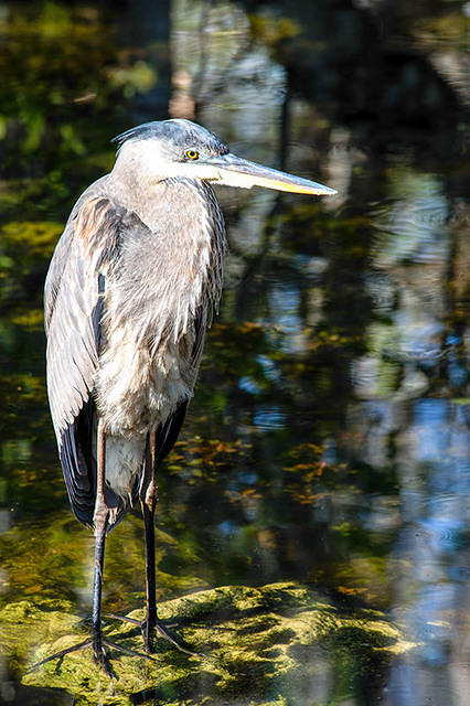 Great Blue Heron