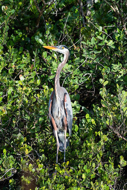 Great Blue Heron