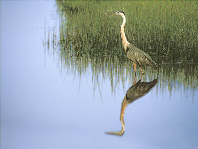 Great Blue Heron