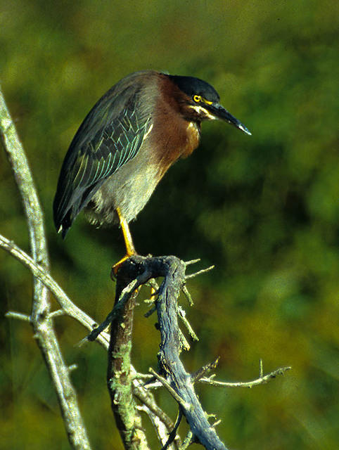 Green Heron